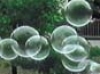 Bubbles in Waterbury